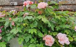 Rosier