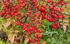 Les fruits rouges - baies