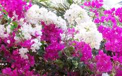 Bougainvillier