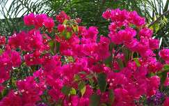 Bougainvillier