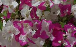 Bougainvillier