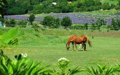 Tihany
