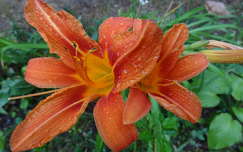 Liliom