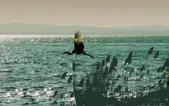 suhanás, Balaton, víz, csillogás