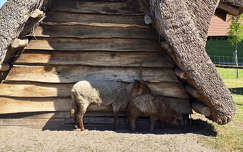 Dinnyés, Skanzen, racka juh