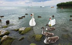Balaton, hattyú, kacsa