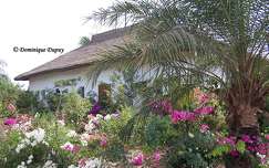 Bougainvilliers - Sénégal