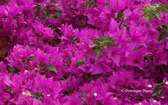 Bougainvilliers - Sénégal