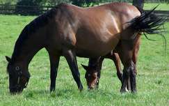 Chevaux