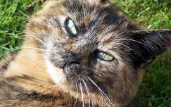 Chatte Mimine