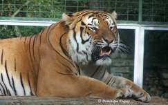 Tigre - Zoo de la Palmyre - France