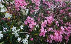 Laurier rose et blanc