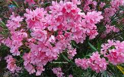 Laurier rose