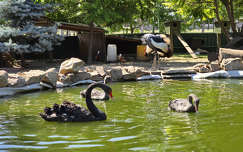 Siófok, Bella állatpark