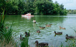 Csónakázó tó - Szombathely