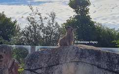 Suricate