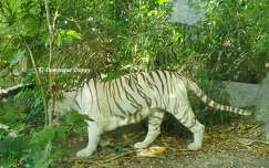 Tigre blanc - Zoo de Beauval 