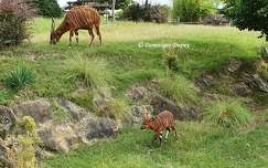 Antilopes - Zoo de Beauval