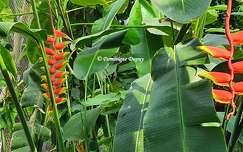 Heliconia