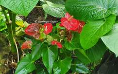 Anthurium rouge