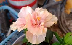 Hibiszkusz