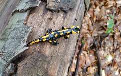 Foltos szalamandra