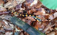Foltos szalamandra