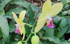 orchidea, trópusi virág