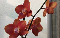 orchidea, trópusi virág