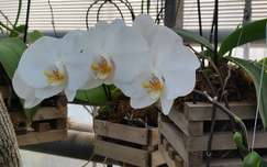 orchidea, trópusi virág