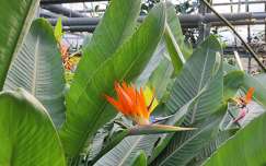 strelitzia, papagájvirág, trópusi növény