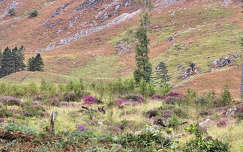 Glencoe - völgy, Skócia