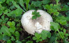 Gomba