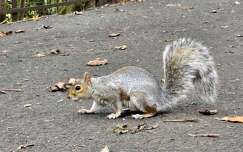 Kelvingrove parkban - Skócia