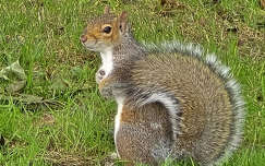 Kelvingrove parkban - Skócia