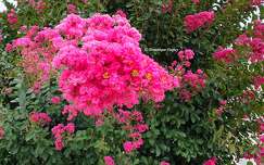 Lilas des Indes. 