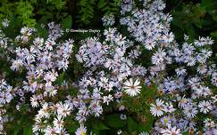 Marguerites d'Automne