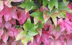 Vigne vierge