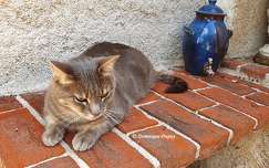 La chatte en pleine réflexion.