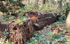 fatörzs, farönk, erdő