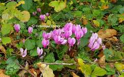 Cyclamens