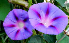 hajnalka