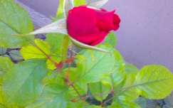 rózsabimbó októberi