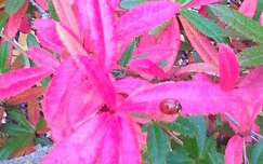 katicás virág ősszel