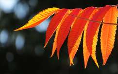 Őszi színben pompázó.