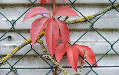 Ősz, színes levél, kerítés