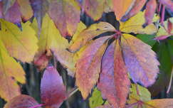 Ősz, színes levelek