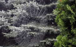 harmatos pókháló