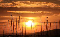 ÁRBÓCOK KÖZÖTT A NAP