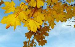 ősz, levél, juhar fa